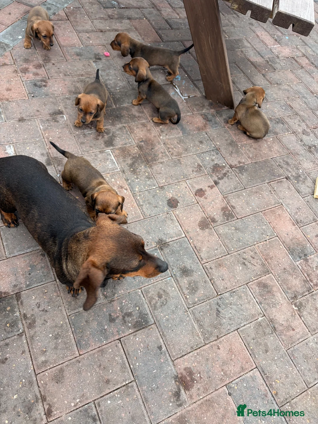 Dachshund dogs for sale: Puppies available  - Advert 2