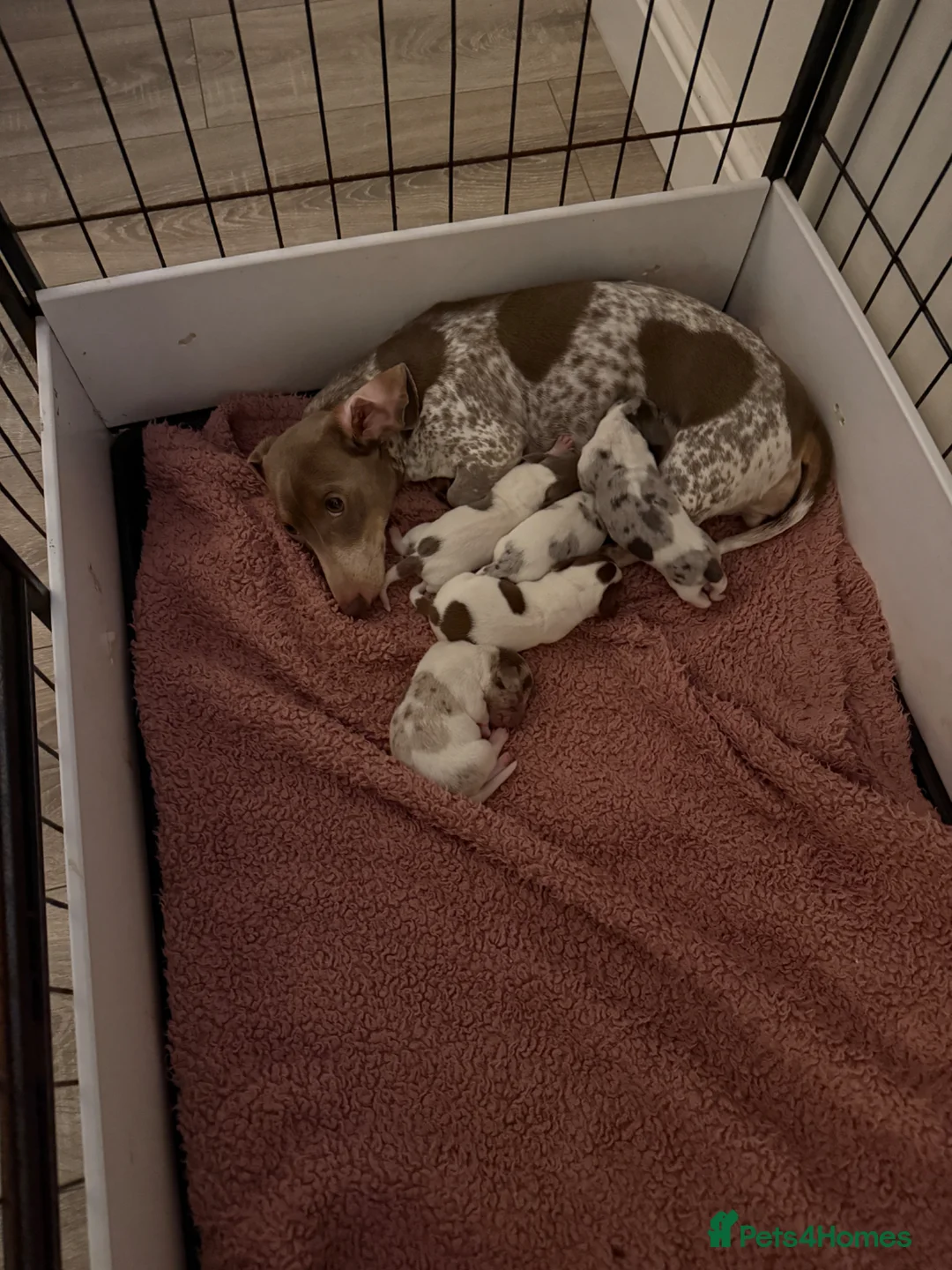 Miniature Dachshund dogs for sale: Pied ball miniature dachshund puppies 🤍 - Advert 1