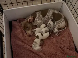 Miniature Dachshund dogs Pied ball miniature dachshund puppies 🤍 - Advert 1