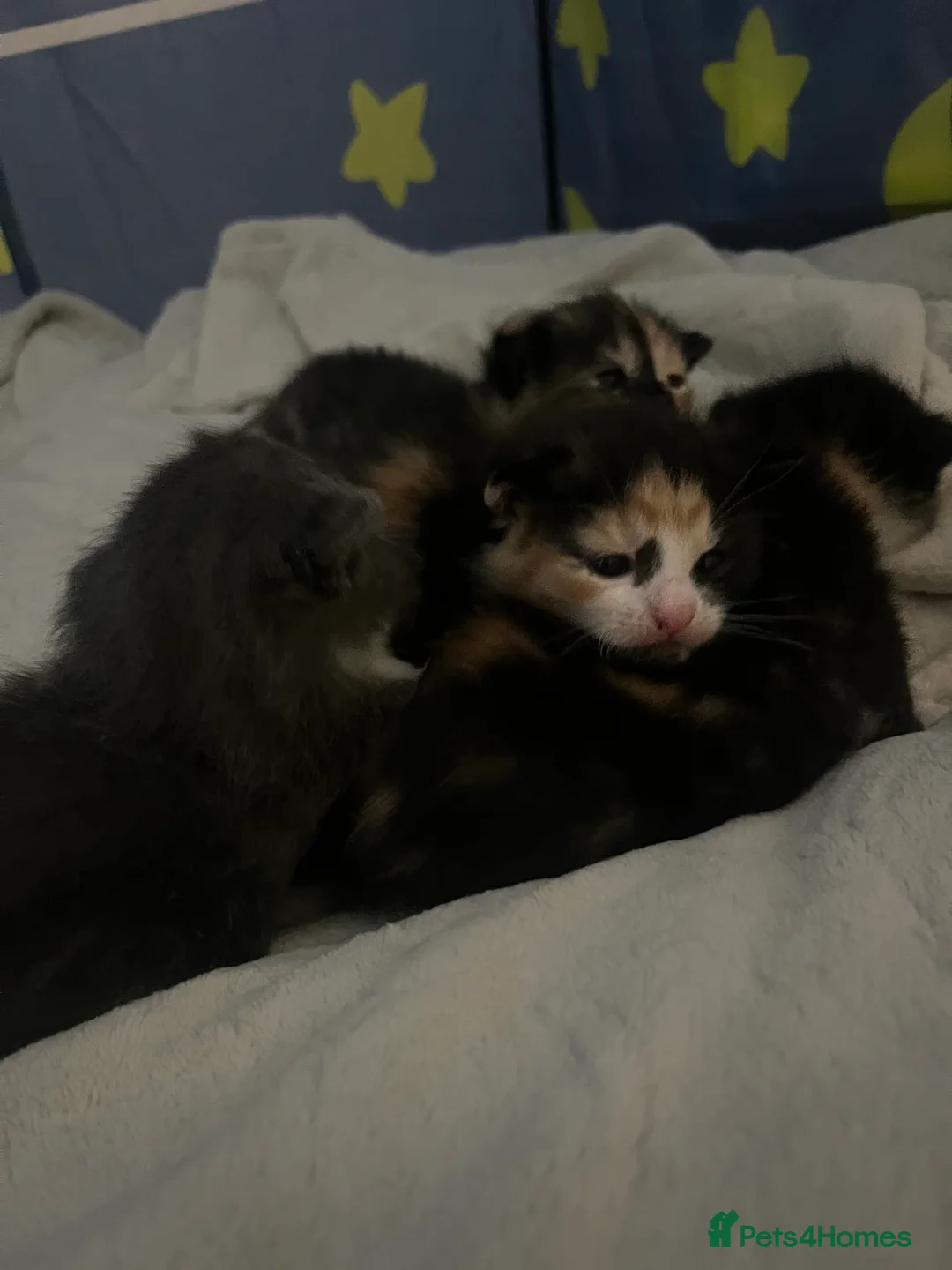 Russian Blue cats for sale: russian blue x domestic shorthair  - Advert 9