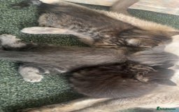 Mixed Breed cats for sale: Siamese/bsh domestic cross kittens  - Image 21