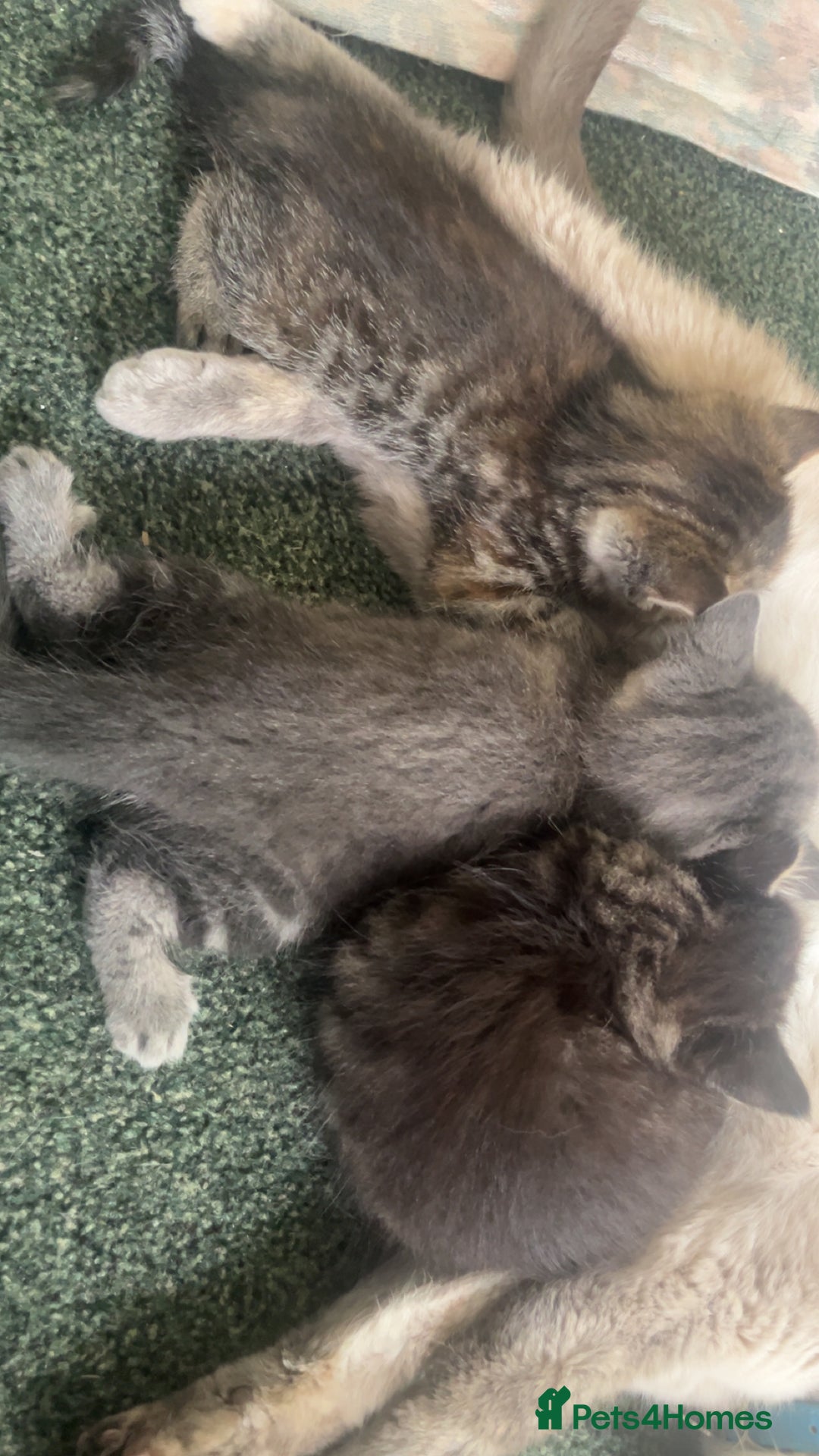 Mixed Breed cats for sale: Siamese/bsh domestic cross kittens  - Image 21