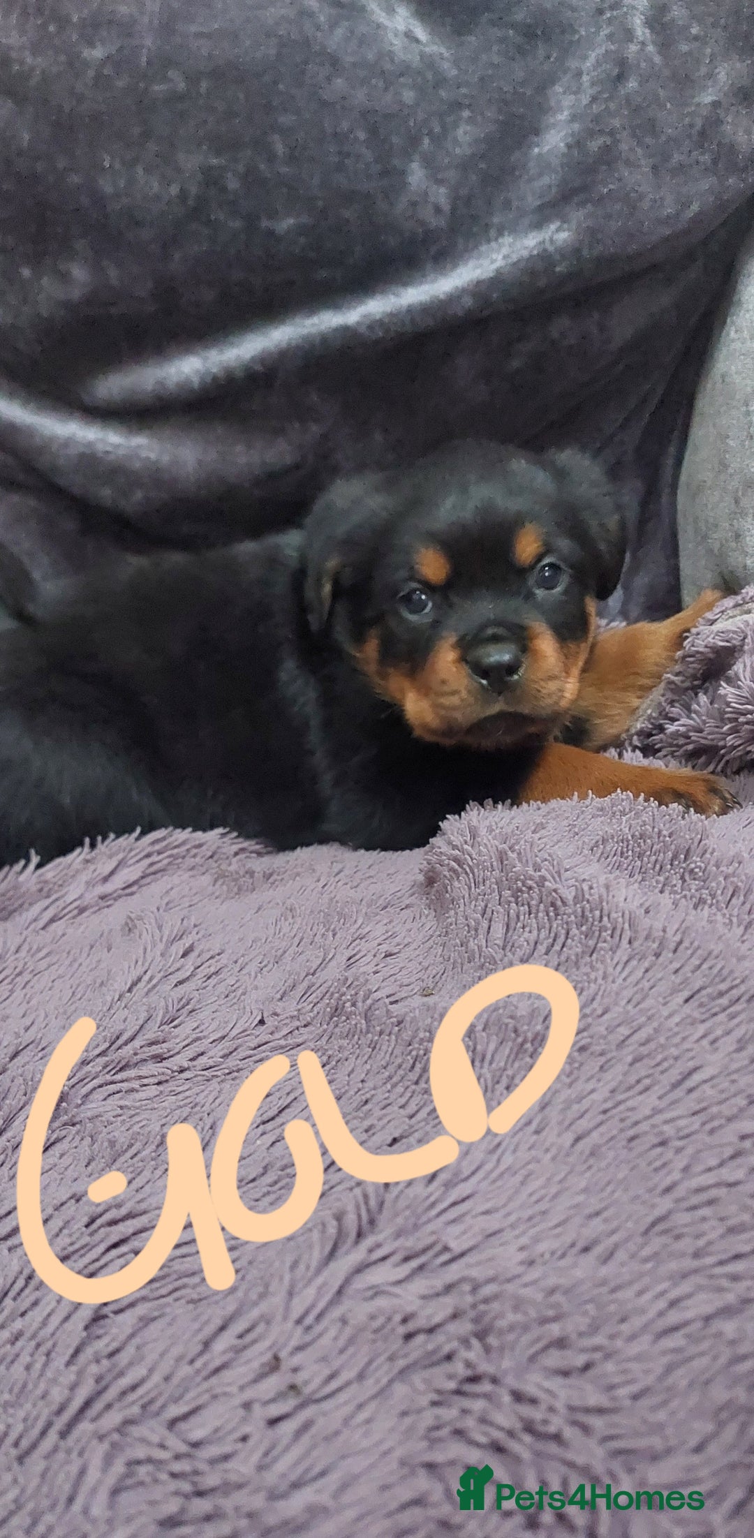Rottweiler dogs for sale: KC Rottweiler pups (health tested parents) - Advert 4