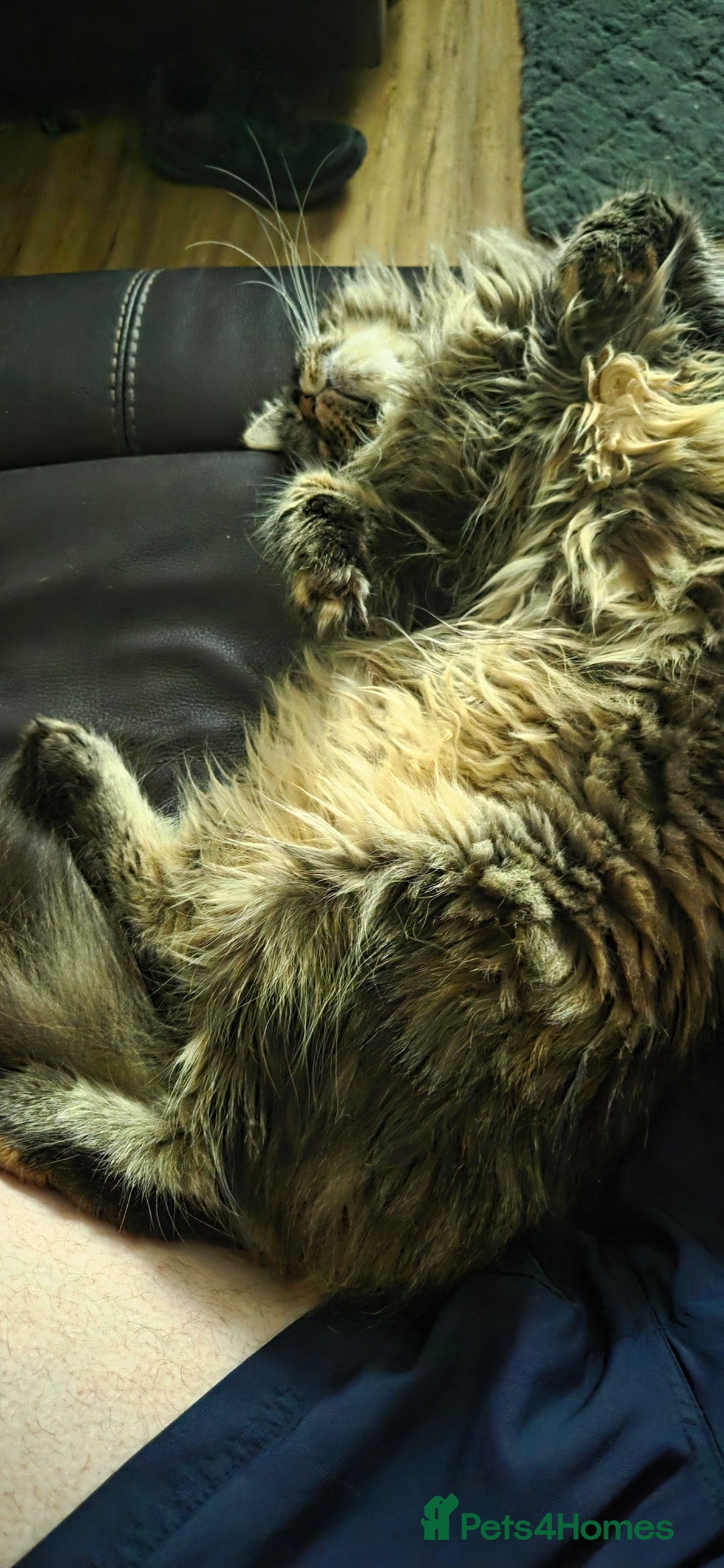 Maine Coon cats for sale: Stunning purebred. Maine coon cat  - Image 7