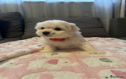 Maltese dogs for sale: Maltese puppies - Image 22