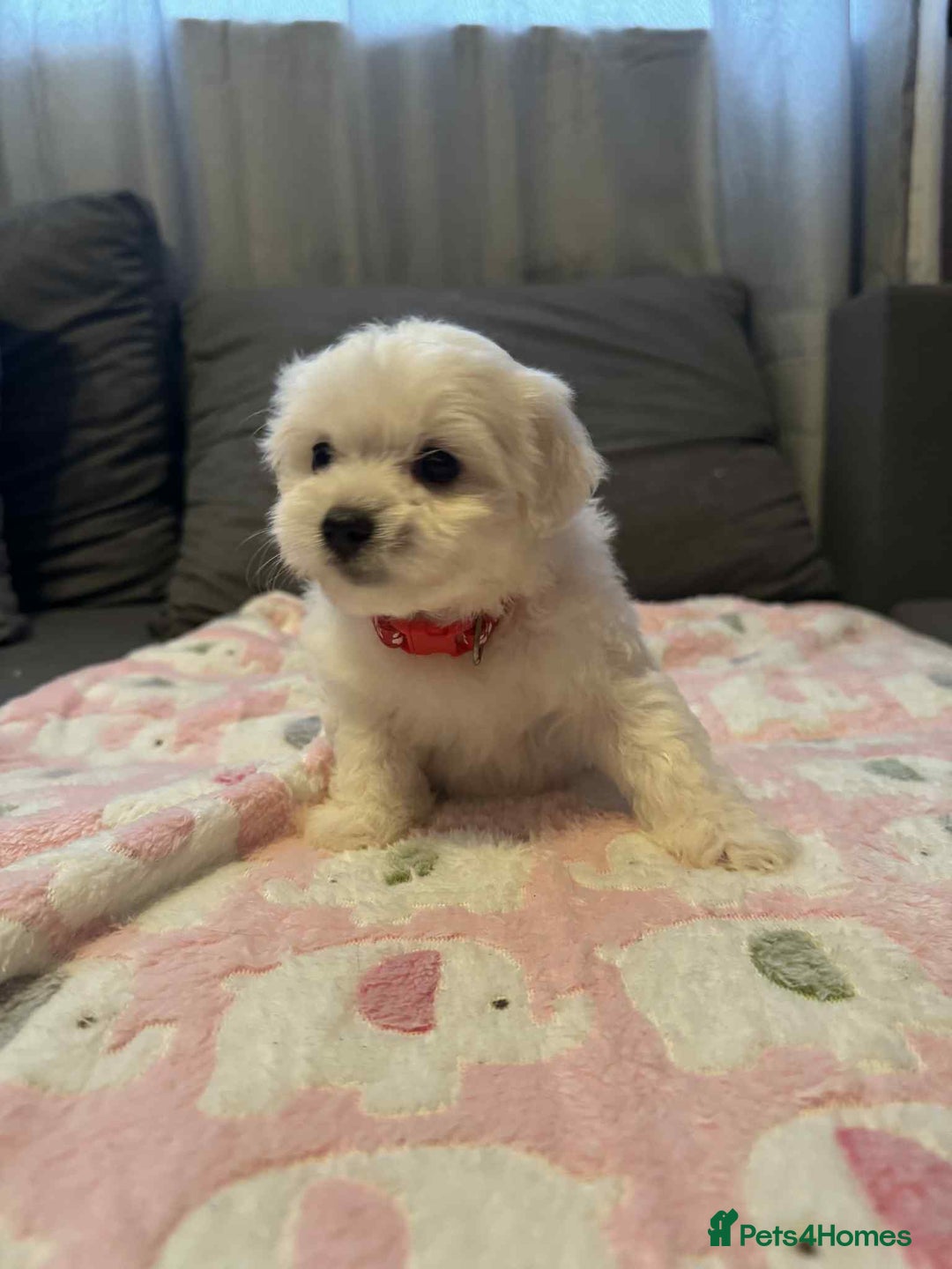 Maltese dogs for sale: Maltese puppies - Image 22
