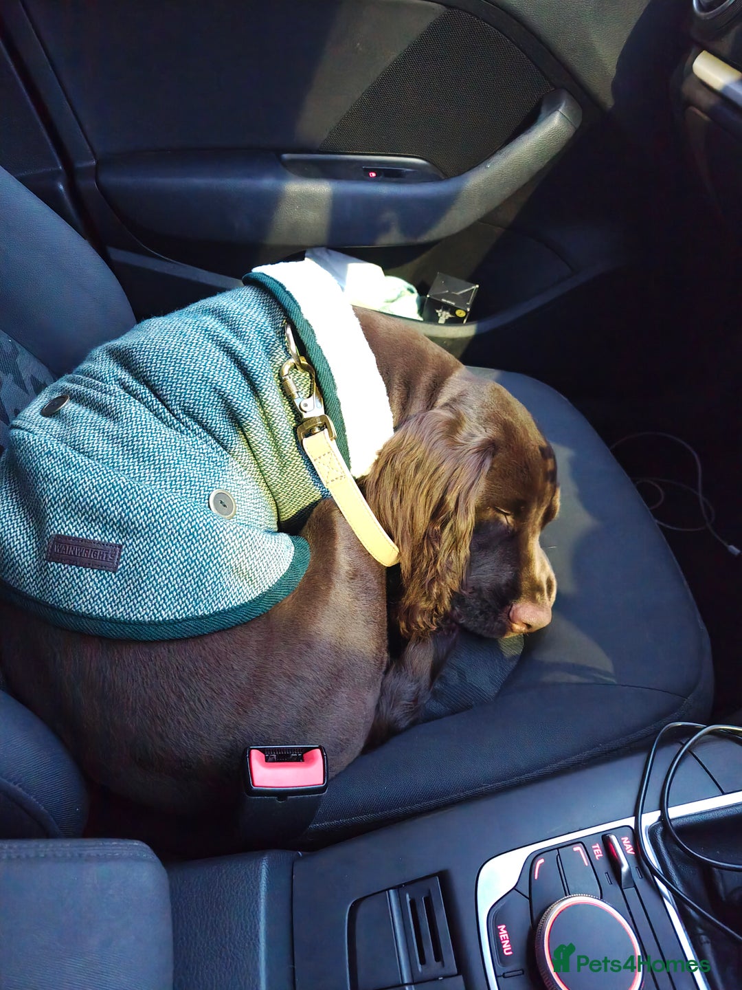 Cocker Spaniel dogs for sale: 8 month old show cocker spaniel - Advert 3