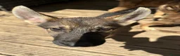 Shepsky dogs for sale: Stunning multi-coloured eyed puppies - Advert 18