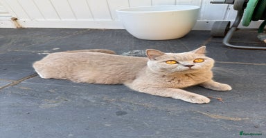 British Shorthair cats - Advert 6