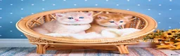 British Shorthair cats for sale: Show Quality British Shorthair Kittens - Advert 9