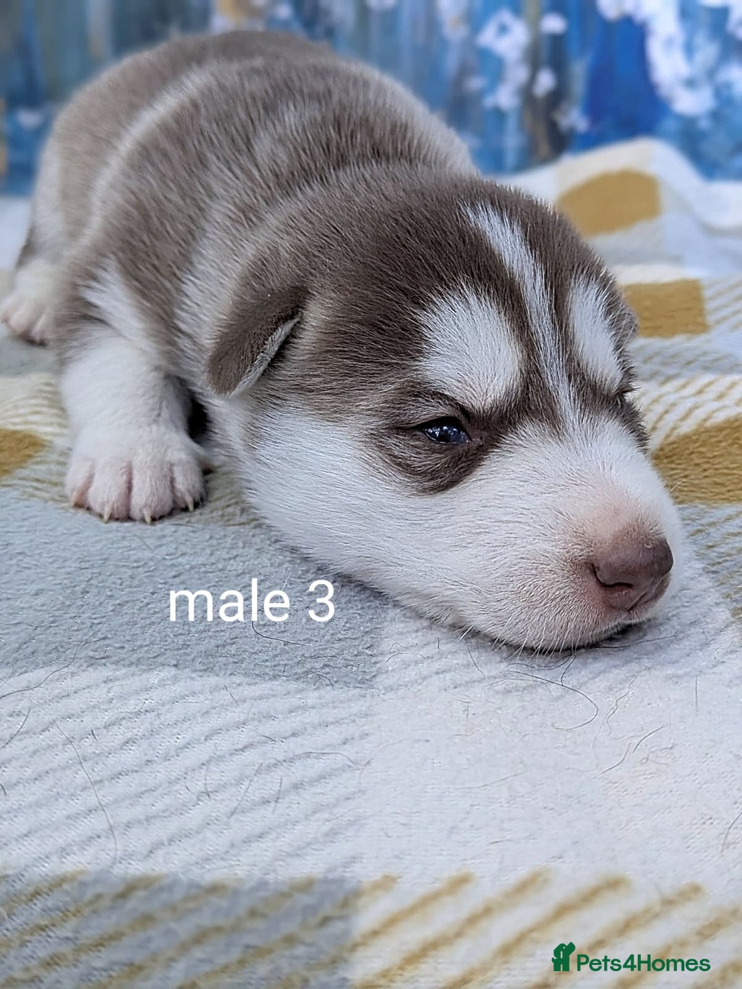 Siberian Husky dogs for sale: Beautiful Siberian Huskies-all with blue eyes - Advert 6