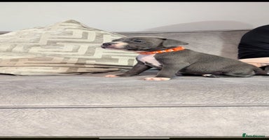 Staffordshire Bull Terrier dogs - Advert 13
