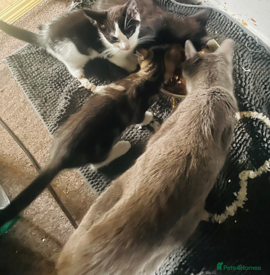 Mixed Breed cats for sale: Beutiful kittens for sale - Image 14