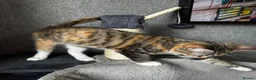 Mixed Breed cats for sale: RAGDOLL X TABBY - Advert 4