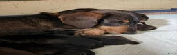 Miniature Dachshund dogs for sale: Miniature Daschunds - Advert 14