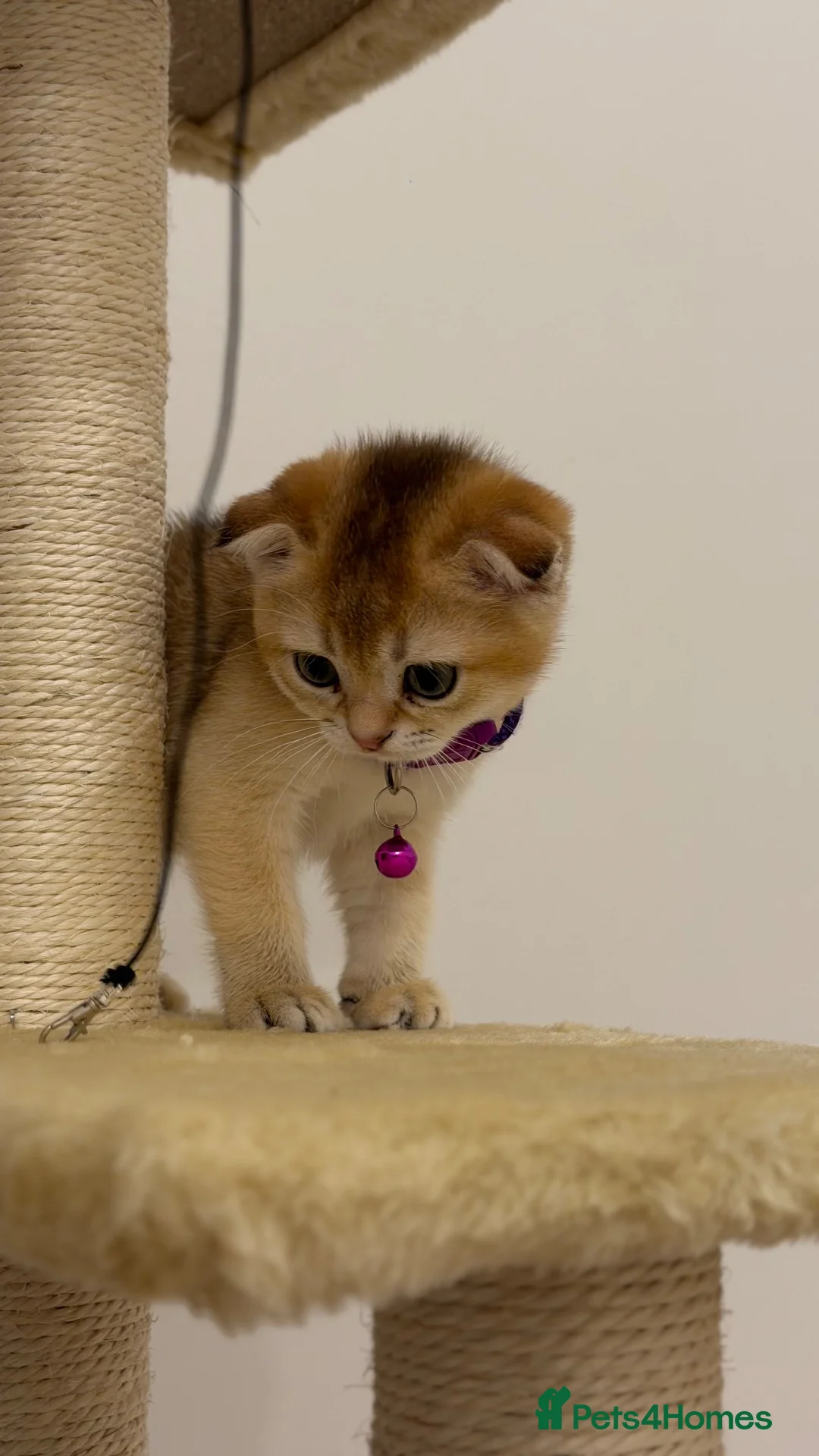 Scottish Fold cats for sale: Golden Scottish fold Kitten  - Advert 2