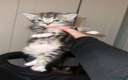 Norwegian Forest Cat cats for sale: Male kitten 8weeks old - Image 1