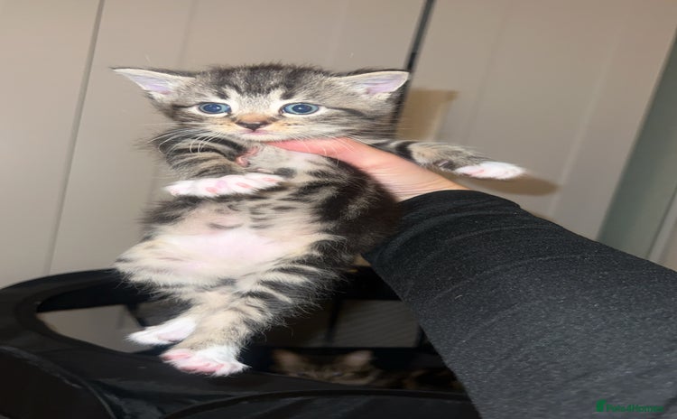 Norwegian Forest Cat cats - Advert 1