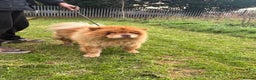 Chow Chow dogs for sale: CHUNKY FEMALE CHOW KARMA - Advert 3