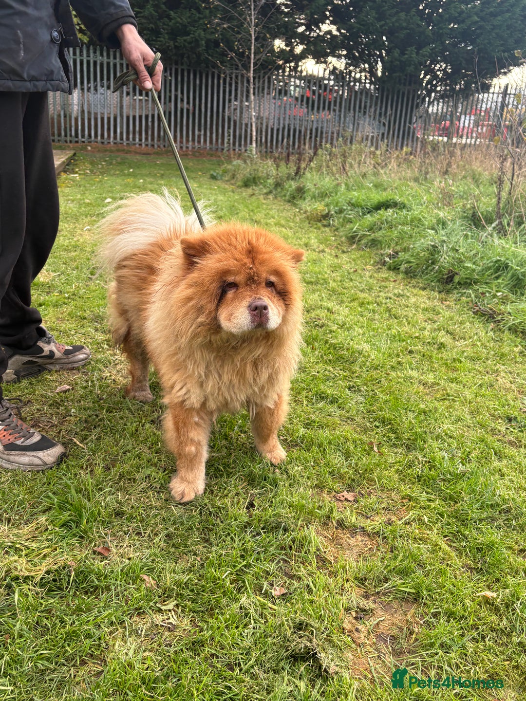 Chow Chow dogs for sale: CHUNKY FEMALE CHOW KARMA - Advert 3