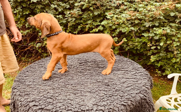 Rhodesian Ridgeback dogs in Pwllheli - Advert 1