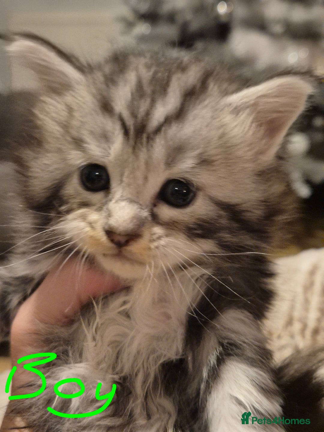 Maine Coon cats for sale: Gorgeous Registered Maine Coon Kittens - Advert 4