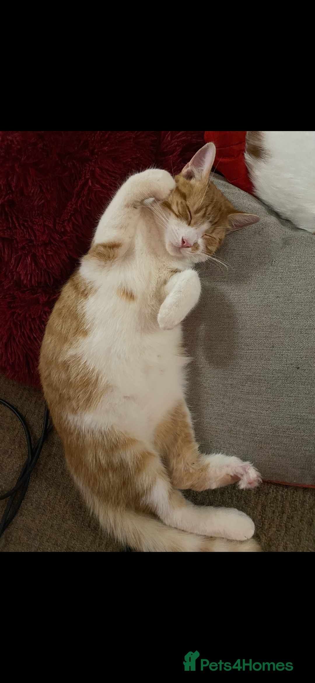 British Shorthair cats for sale: A beautiful shorthairs ginger male  - Advert 2