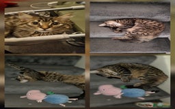 Mixed Breed cats for sale: 1 year old mixed breed - Image 1