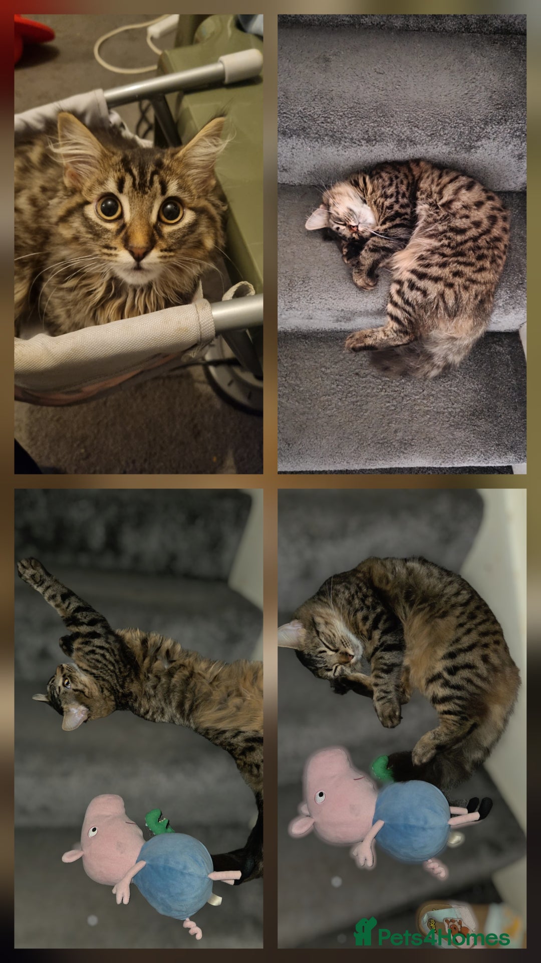 Mixed Breed cats for sale: 1 year old mixed breed - Image 1