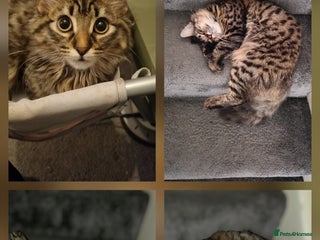 Mixed Breed cats - Advert 16