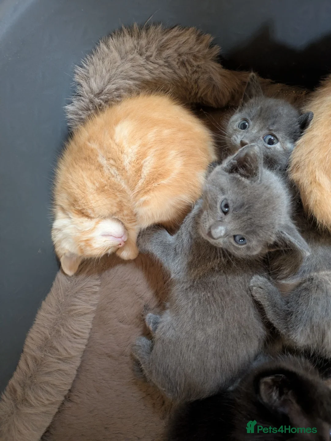 Mixed Breed cats for sale: Ragdoll mix | 2 boys  in Sheffield - Advert 1