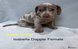 Miniature Dachshund dogs for sale: ✨READY TO LEAVE✨Miniature Dachshund Pups💕  - Image 15