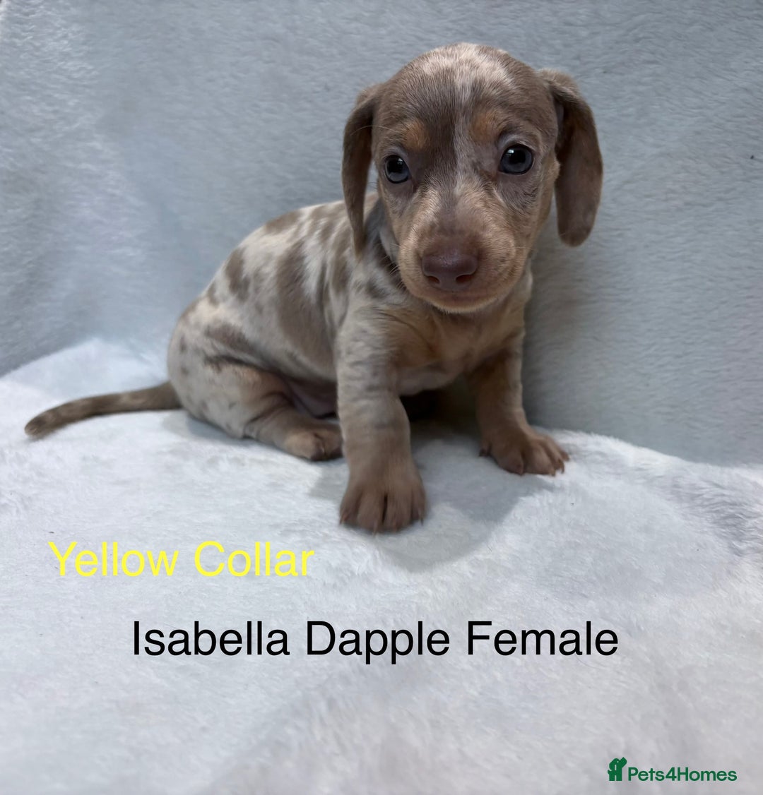 Miniature Dachshund dogs for sale: ✨READY TO LEAVE✨Miniature Dachshund Pups💕  - Image 15