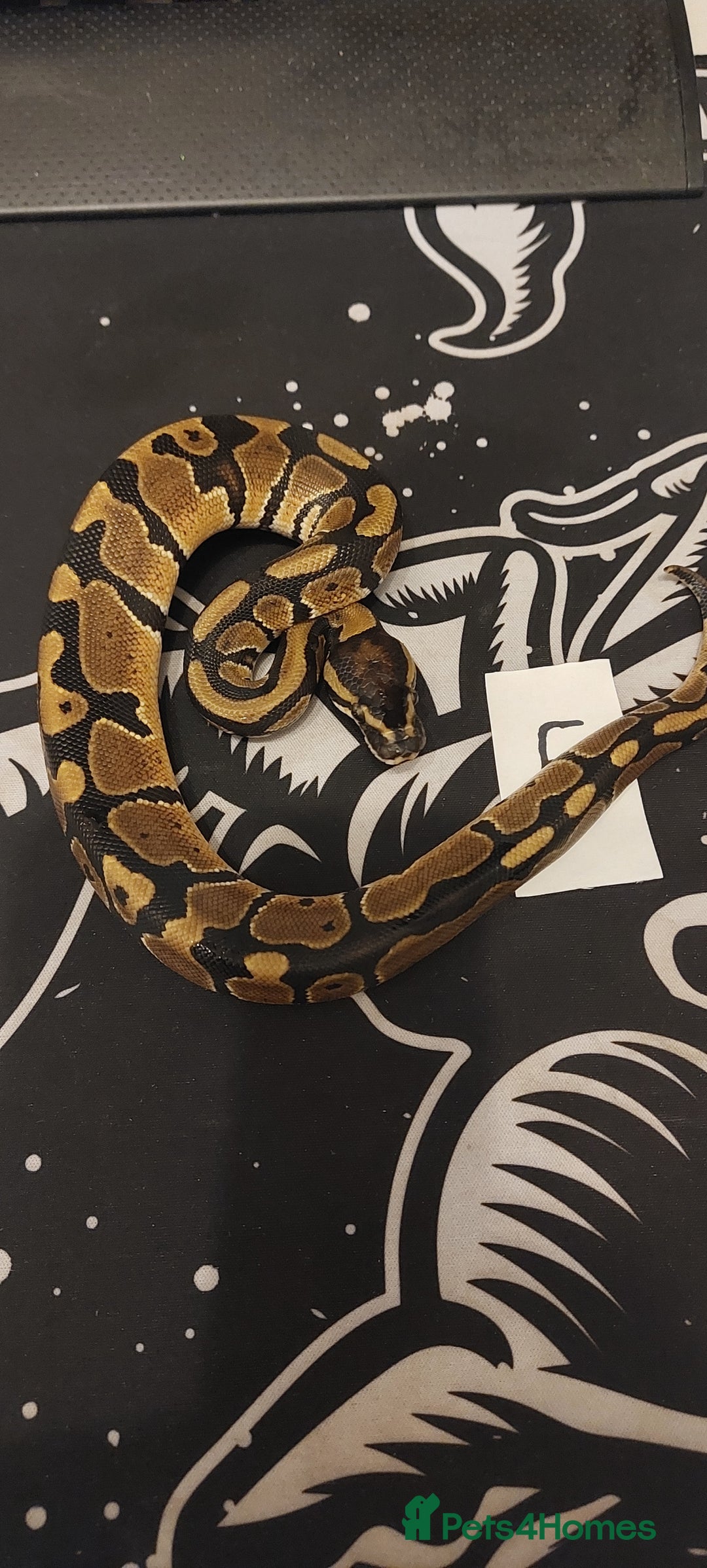 Python Snake reptiles for sale:  royal python Hatchlings  - Advert 5