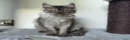 Maine Coon cats for sale: Maine Coon Kittens Fife Registered  - Advert 14