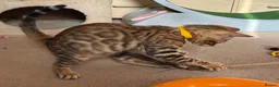 Bengal cats for sale: Male Bengal Kittens for sale - Advert 15