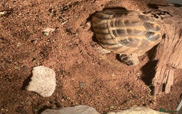 Hermann Tortoise reptiles for sale: Male Hermann tortoise  - Image 2