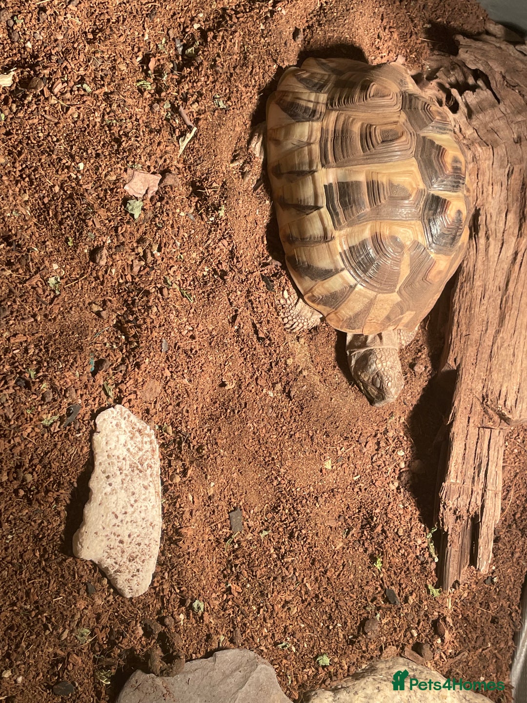 Hermann Tortoise reptiles for sale: Male Hermann tortoise  - Image 2