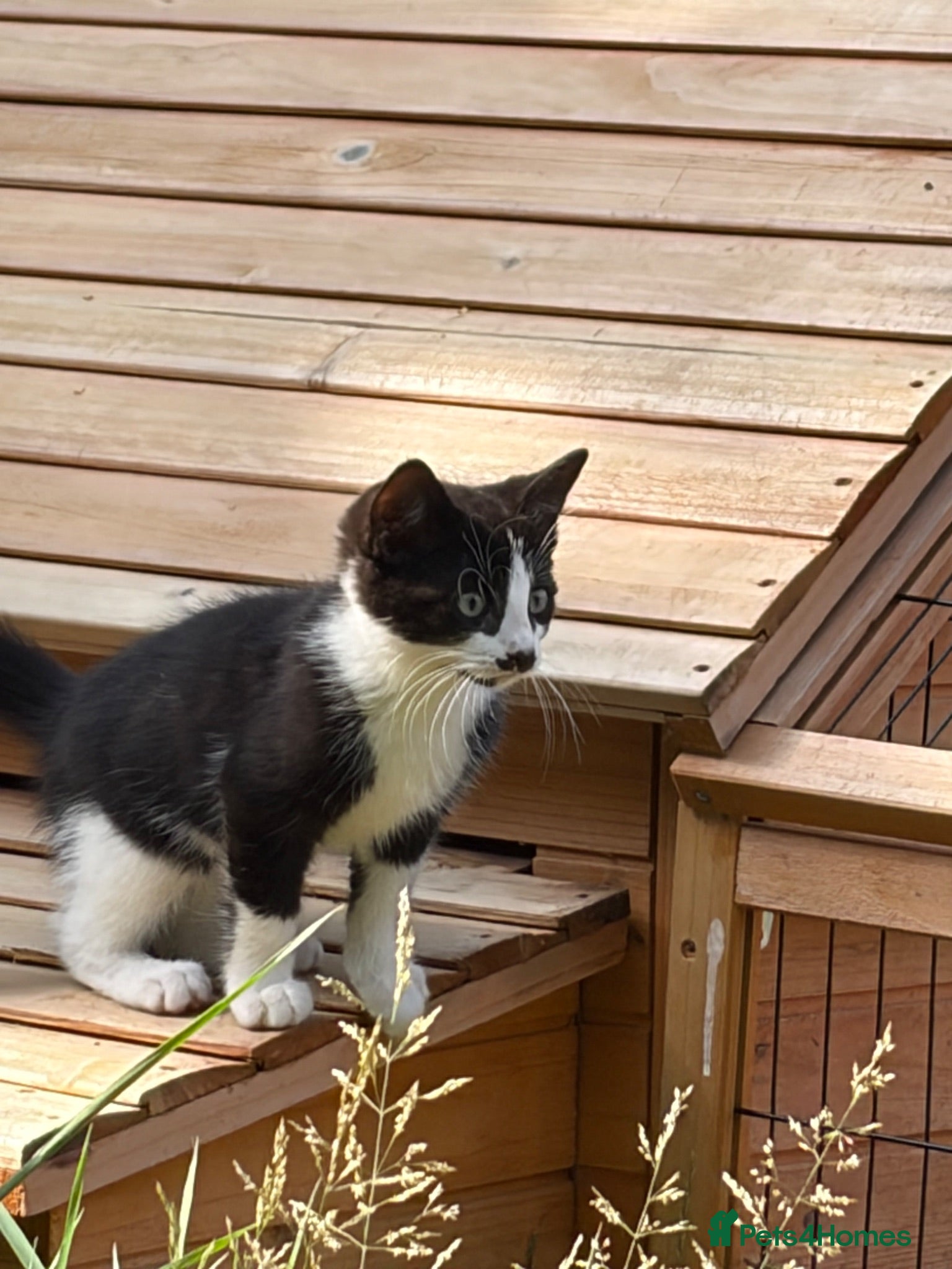 Mixed Breed cats Beautiful playful kittens  - Advert 17