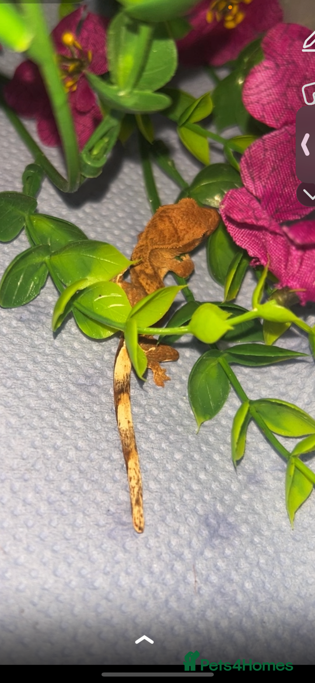Gecko reptiles for sale: baby crested geckos  - Image 4