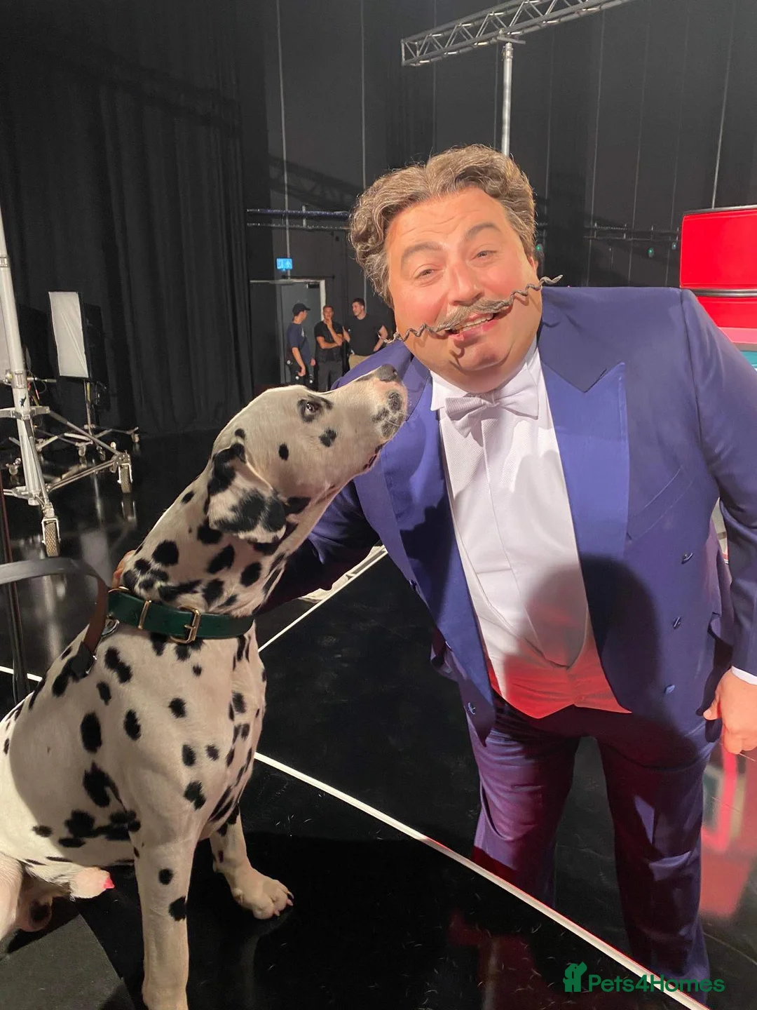 Dalmatian dogs for stud: Health tested, tv and advert star Dalmatian   in Aberdare - Advert 11