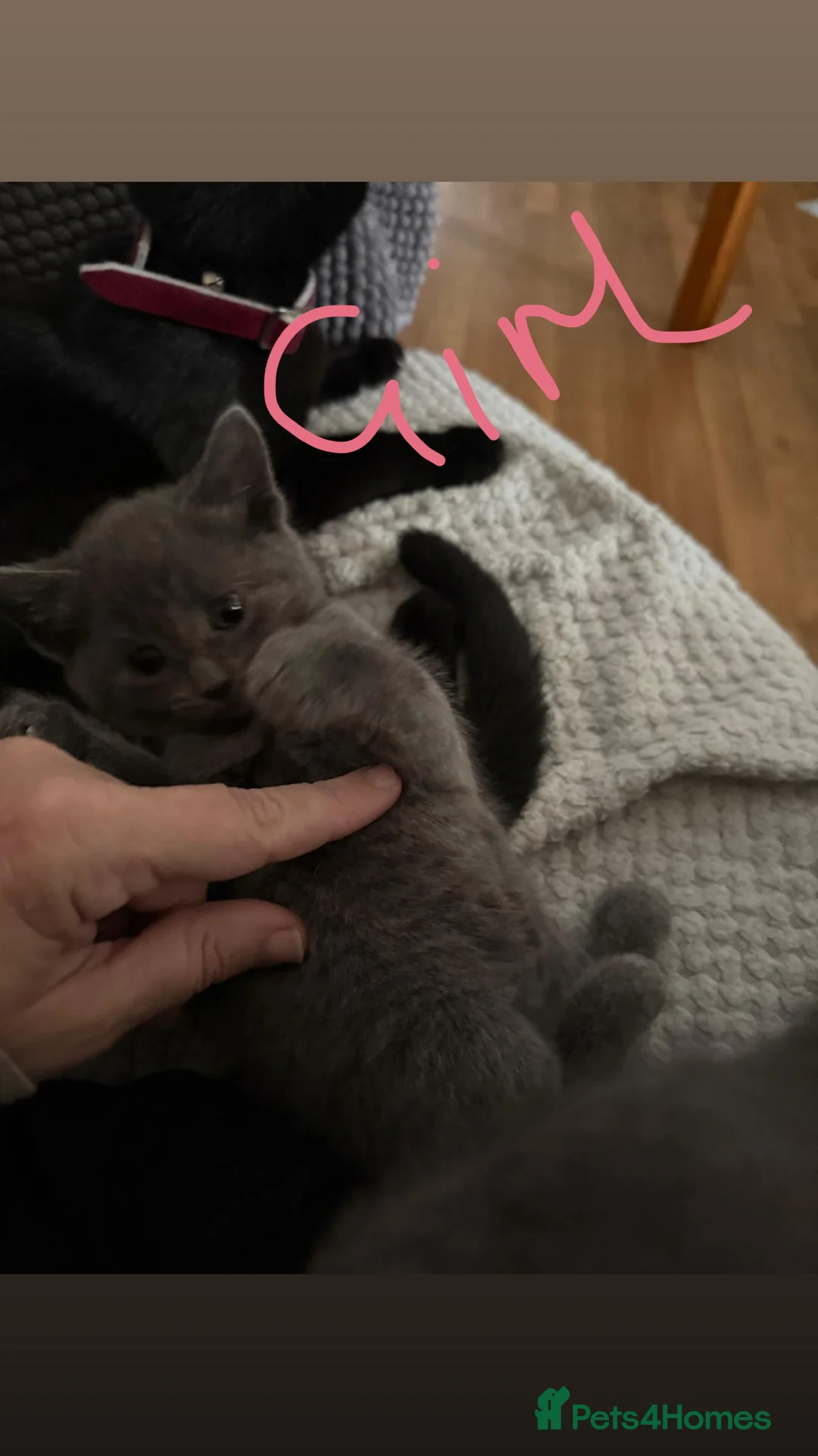 Mixed Breed cats for sale: URGENT - Advert 2