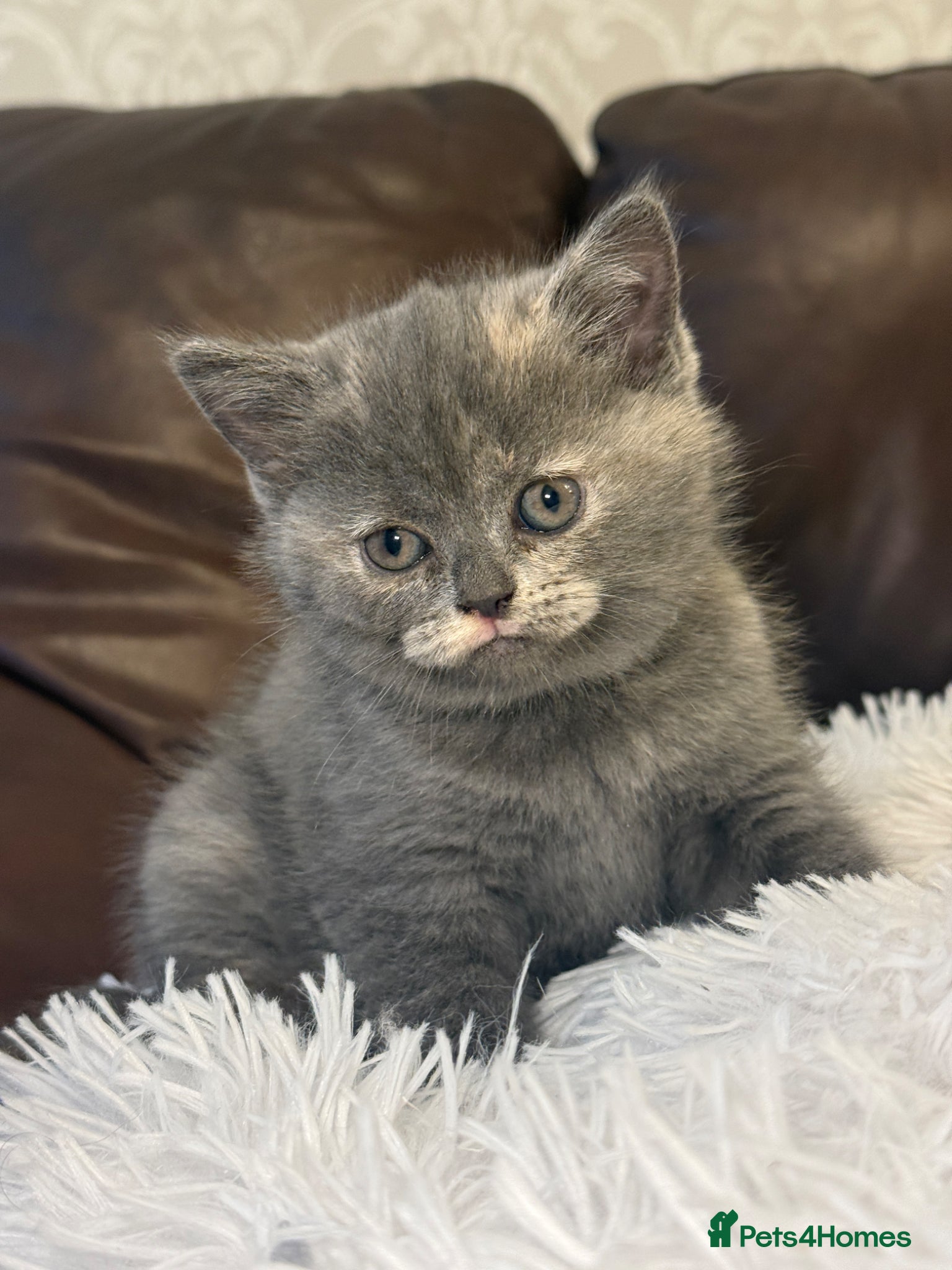 British Shorthair cats for sale: Beautiful BSH kittens  - Advert 1