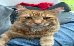 British Longhair cats for sale: Beautiful Ginger Male Cat - Gus - Advert 4