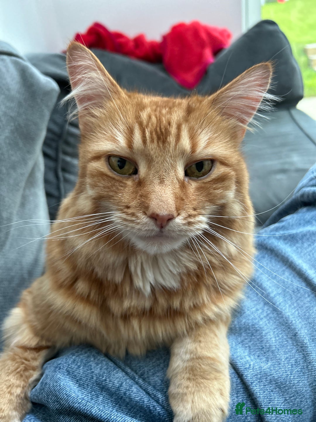 British Longhair cats for sale: Beautiful Ginger Male Cat - Gus - Advert 4