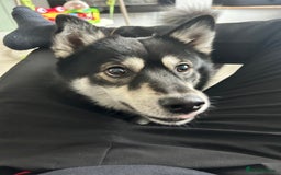 Pomsky dogs for sale: Milo, male Pomsky ages 14months - Image 2
