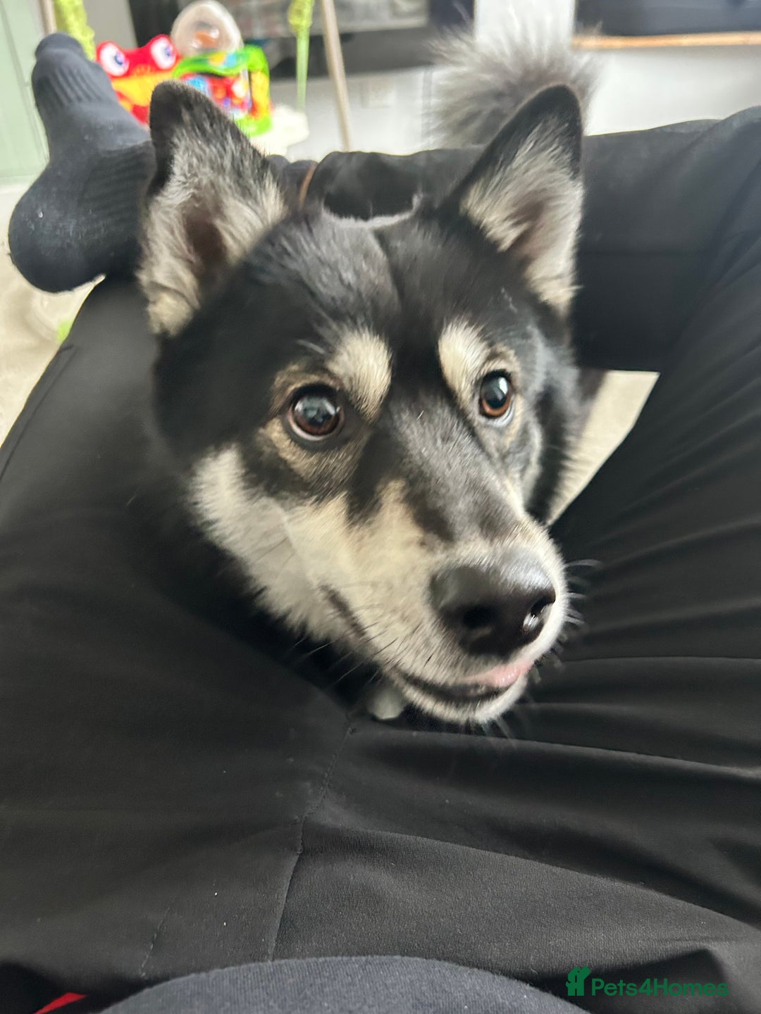Pomsky dogs for sale: Milo, male Pomsky ages 14months - Image 2