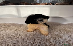 Cavachon dogs for sale: Little of cavachon pups for sale  - Advert 3