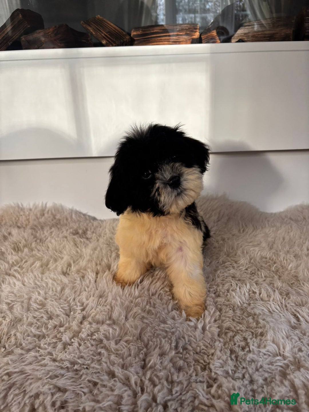 Cavachon dogs for sale: Little of cavachon pups for sale  - Advert 3