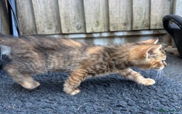 Mixed Breed cats for sale: Kittens ready this week. - Image 10